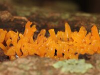 Calocera cornea 18, Geel hoorntje, Saxifraga-Foto Fitis-Sytske Dijksen