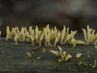 Calocera cornea 9, Geel hoorntje, Saxifraga-Willem van Kruijsbergen