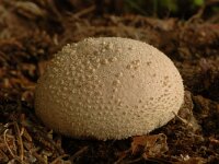 Calvatia utriformis