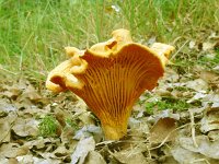 Cantharellus cibarius 18, Hanenkam, Saxifraga-Hans Grotenhuis