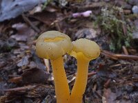 Cantharellus xanthopus 1, Saxifraga-Willem van Kruijsbergen