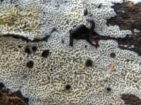 Ceriporia reticulata