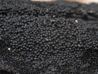 Chaetosphaerella phaeostroma 4, Zwarte viltzwam, Saxifraga-Luuk Vermeer