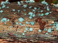 Chlorociboria aeruginascens 20, Gewone kopergroene bekerzwam, Saxifraga-Foto Fitis-Sytske Dijksen