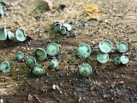 Chlorociboria aeruginascens 3, Gewone kopergroenbekerzwam, Saxifraga-Luuk Vermeer