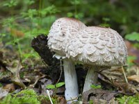 Chlorophyllum rhacodes 10, Knolparasolzwam, Saxifraga-Jan Nijendijk