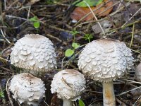 Chlorophyllum rhacodes 7, Knolparasolzwam, Saxifraga-Jan Nijendijk