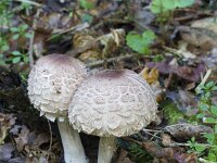 Chlorophyllum rhacodes 9, Knolparasolzwam, Saxifraga-Jan Nijendijk