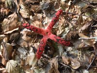 Clathrus archeri 11, Inktviszwam, Saxifraga-Luuk Vermeer