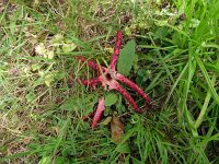 Clathrus archeri 18, Inktvisstinkzwam, Saxifraga-Hans Grotenhuis