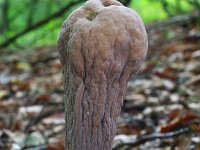 Clavariadelphus pistillaris 6, Reuzenknotszwam, Saxifraga-Lucien Rommelaars