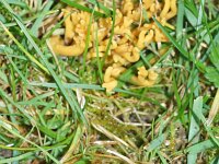 Clavulinopsis corniculata 5, Sikkelkoraalzwam, Saxifraga-Foto Fitis-Sytske Dijksen