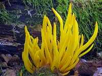 Clavulinopsis fusiformis