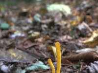 Clavulinopsis helveola, Yellow Club