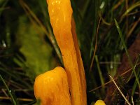 Clavulinopsis helvola 11, Gele knotszwam, Saxifraga-Foto Fitis-Sytske Dijksen