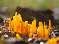 Clavulinopsis helvola 13, Gele knotszwam, Saxifraga-Foto Fitis-Sytske Dijksen