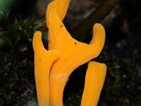 Clavulinopsis luteoalba 7, Verblekende knotszwam, Saxifraga-Foto Fitis-Sytske Dijksen