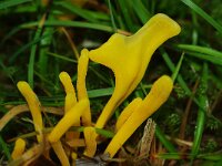 Clavulinopsis luteoalba 8, Verblekende knotszwam, Saxifraga-Foto Fitis-Sytske Dijksen