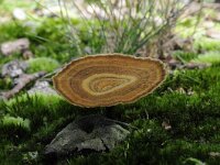 Coltricia perennis 10, Echte tolzwam, Saxifraga-Luuk Vermeer