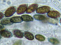 Coniochaeta velutina 2, Fluwelige korrelzwam, Micro, Saxifraga-Lucien Rommelaars