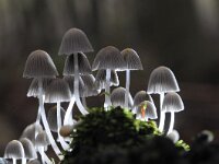 Coprinellus disseminatus 7, Zwerminktzwam, Saxifraga-Luuk Vermeer