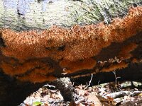 Coprinellus domesticus 2, Grote viltinktzwam, Saxifraga-Luuk Vermeer