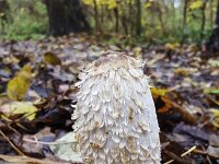 Shaggy ink cap (Coprinus comatus)  Shaggy ink cap (Coprinus comatus) : autumn, autumnal, Coprinus comatus, fall, fungus, growth, inkcap, lawyer's wig, leaf, leaves, mushroom, natural, nature, shaggy ink cap, shaggy mane, white, no people, nobody, outdoors, outside
