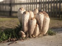 Coprinus comatus 35, Geschubde inktzwam, Saxifraga-Foto Fitis-Sytske Dijksen