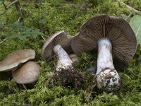 Cortinarius variicolor 2, Variabele gordijnzwam, Saxifraga-Willem van Kruijsbergen