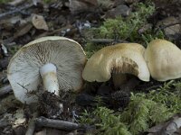 Cortinarius variicolor 3, Variabele gordijnzwam, Saxifraga-Willem van Kruijsbergen
