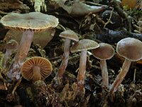 Cortinarius comptulus