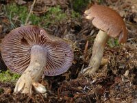 Cortinarius croceo-coeruleus
