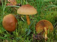 Cortinarius gentilis