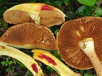 Cortinarius nanceiensis 2, Saxifraga-Lucien Rommelaars