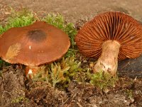Cortinarius phoeniceus 1, Bloedplaatgordijnzwam, Saxifraga-Marijke Verhagen