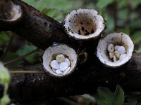 Crucibulum crucibuliforme