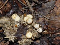 Crucibulum crucibuliforme 13, Geel nestzwammetje, Saxifraga-Foto Fitis-Sytske Dijksen