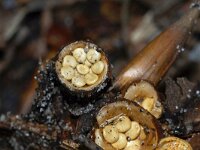 Crucibulum crucibuliforme 16, Geel nestzwammetje, Saxifraga-Foto Fitis-Sytske Dijksen