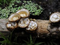 Crucibulum crucibuliforme 6, Geel nestzwammetje, Saxifraga-Luuk Vermeer