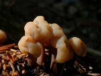 Cudonia circinans, Redleg Jellybaby