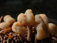 Cudonia circinans 3, Saxifraga-Jan van der Straaten