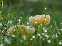 Cuphophyllus virgineus