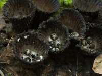 Cyathus striatus 2, Gestreept nestzwammetje, Saxifraga-Willem van Kruijsbergen