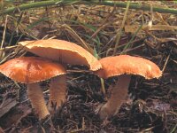 Cystoderma cinnabarinum