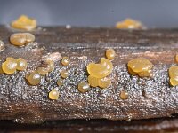 Dacrymyces capitatus