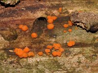 Dacrymyces stillatus, Common Jelly Spot