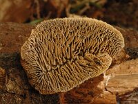 Daedalea quercina, Oak Mazegill