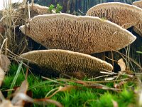 Daedalea quercina 36, Doolhofzwam, Saxifraga-Hans Grotenhuis