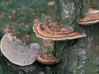 Daedaleopsis confragosa, Blushing Bracket