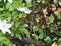 Dumontinia tuberosa 6, Anemonenbekerzwam, Saxifraga-Foto Fitis-Sytske Dijksen